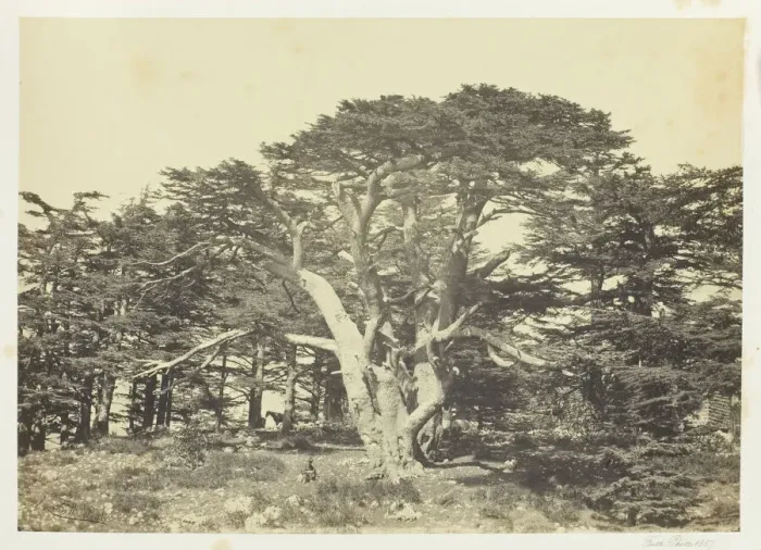 Framed Print : The Largest of the Cedars, Mount Lebanon, 1857. Creator: Francis Frith Framed Print : The Largest of the Cedars, Mount Lebanon, 1857. Creator: Francis Frith