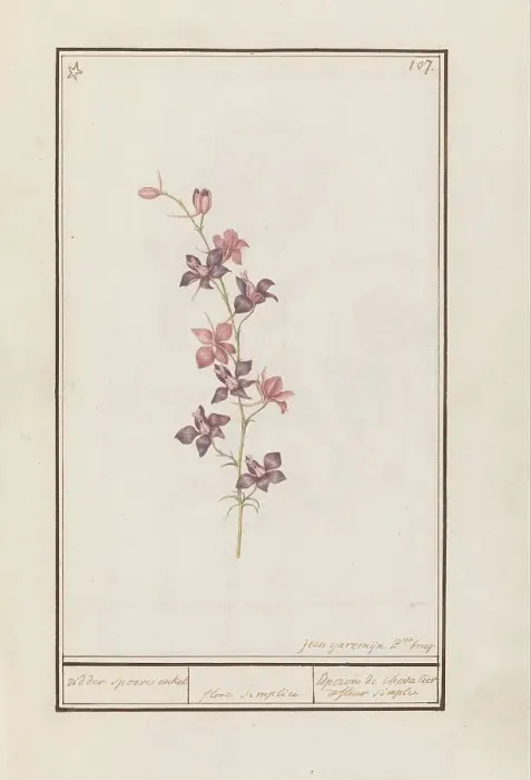 Framed Print : Larkspur (Consolida), 1790-1799. Creator: Jan Garemijn Framed Print : Larkspur (Consolida), 1790-1799. Creator: Jan Garemijn
