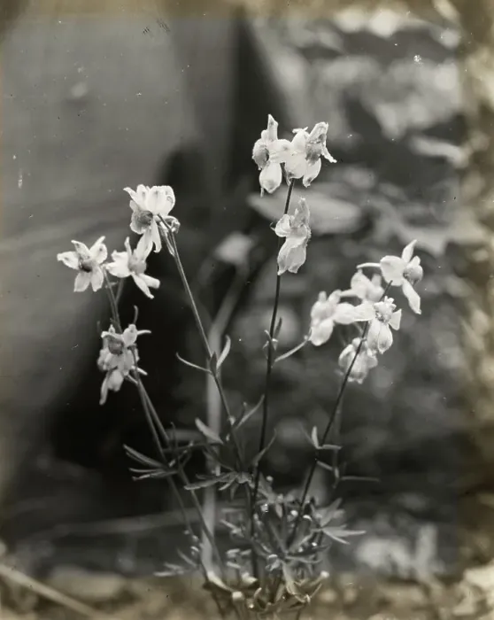 Framed Print : Larkspur (delphinium), between 1915 and 1935. Creator: Frances Benjamin Johnston Framed Print : Larkspur (delphinium), between 1915 and 1935. Creator: Frances Benjamin Johnston