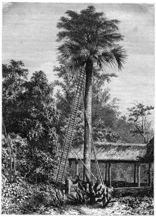 Framed Print : Latanier palm, Andaman Islands, 19th century. Artist: A de Bar Framed Print : Latanier palm, Andaman Islands, 19th century. Artist: A de Bar
