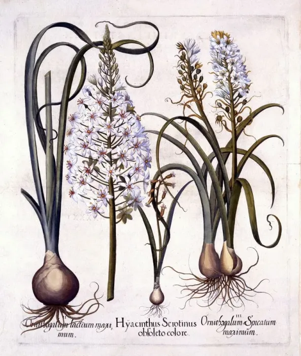 Framed Print : Late Hyacinth and Star-Of-Bethlehem, from Hortus Eystettensis, by Basil Besler (1561-1629), pub Framed Print : Late Hyacinth and Star-Of-Bethlehem, from Hortus Eystettensis, by Basil Besler (1561-1629), pub