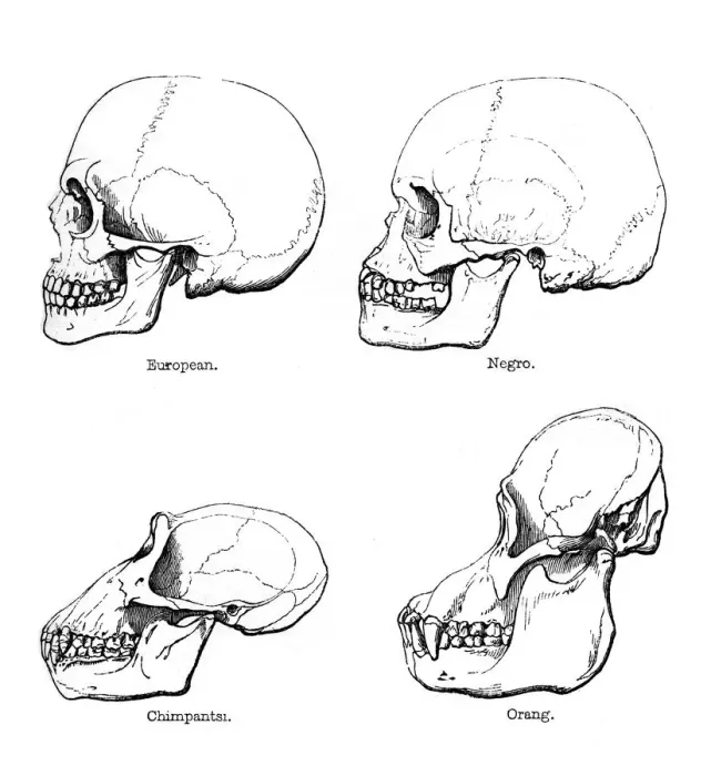 Framed Print : Lateral view of the skull or profile, 1848