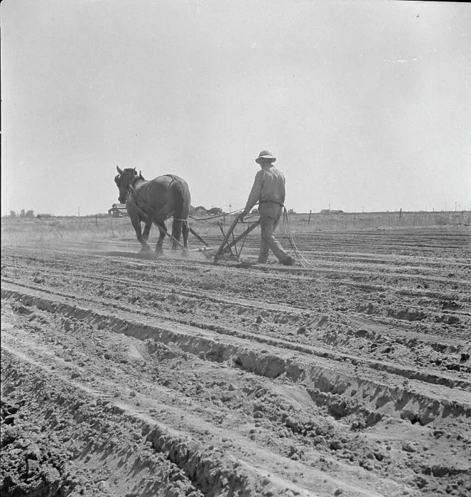 Framed Print : Between Laton and Fowler, central San Joaquin Valley, California, 1938. Creator: Dorothea Lange Framed Print : Between Laton and Fowler, central San Joaquin Valley, California, 1938. Creator: Dorothea Lange