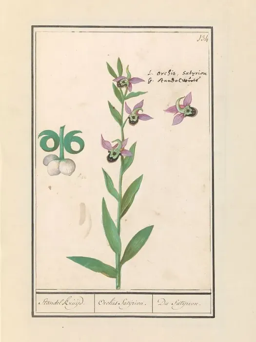 Framed Print : Laughing Bumblebee Orchid (Ophrys bombyliflora) and anemonen (Anemone), 1596-1610. Creators: Anselmus de Boodt, Elias Verhulst Framed Print : Laughing Bumblebee Orchid (Ophrys bombyliflora) and anemonen (Anemone), 1596-1610. Creators: Anselmus de Boodt, Elias Verhulst