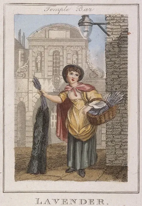 Framed Print : Lavender, Cries of London, 1804 Framed Print : Lavender, Cries of London, 1804