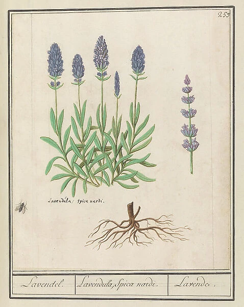 Lavender (Lavandula), 1596-1610. Creators: Anselmus de Boodt, Elias Verhulst