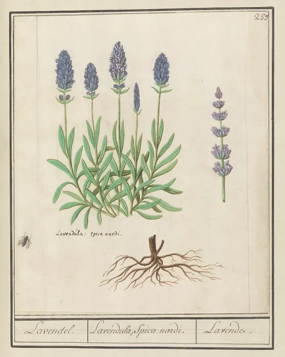 Framed Print : Lavender (Lavandula), 1596-1610. Creators: Anselmus de Boodt, Elias Verhulst Framed Print : Lavender (Lavandula), 1596-1610. Creators: Anselmus de Boodt, Elias Verhulst