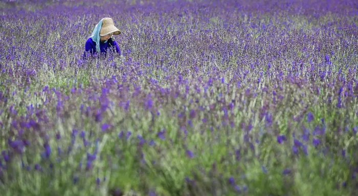 Framed Print : Lavenders. Creator: Dorte Verner Framed Print : Lavenders. Creator: Dorte Verner