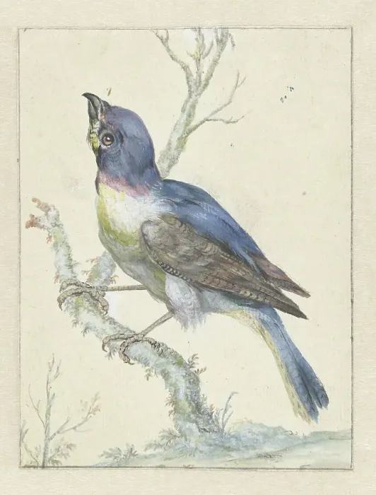 Framed Print : Lazuli Bunting, c.1670-c.1719. Creator: Jan Weenix Framed Print : Lazuli Bunting, c.1670-c.1719. Creator: Jan Weenix