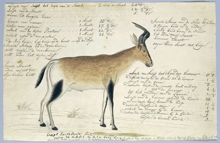 Framed Print : Lcelaphus buselaphus caama (Hartebeest), 1777-1786. Creator: Robert Jacob Gordon Framed Print : Lcelaphus buselaphus caama (Hartebeest), 1777-1786. Creator: Robert Jacob Gordon