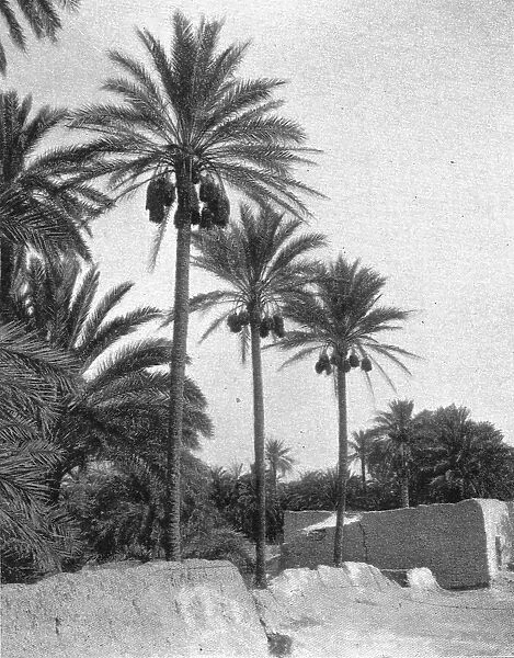 Le bas Sahara-Les Oasis, palmiers dattiers; Afrique du nord, 1914. Creator: Unknown