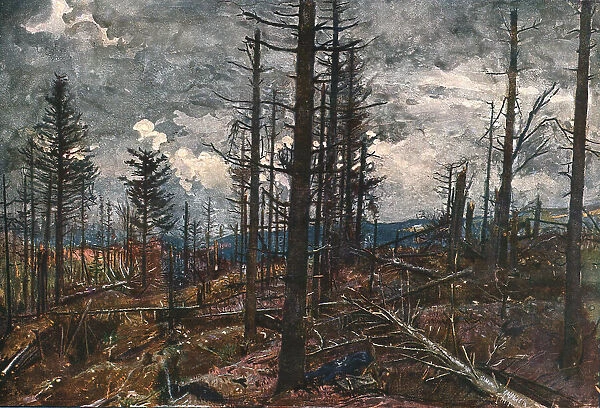 'Le Bois mutile (cote 955, au-dessus de Metzeral), 1915. Creator: Unknown