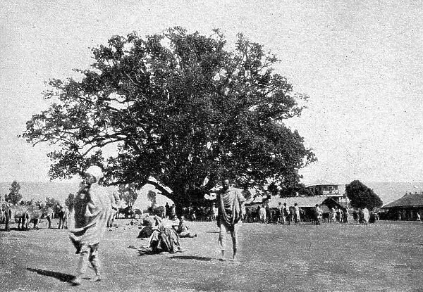 'Le ficus geant de la place du marche d'Addis-Abeba; Le Nord-Est Africain, 1914. Creator: Charles Chusseau-Flaviens