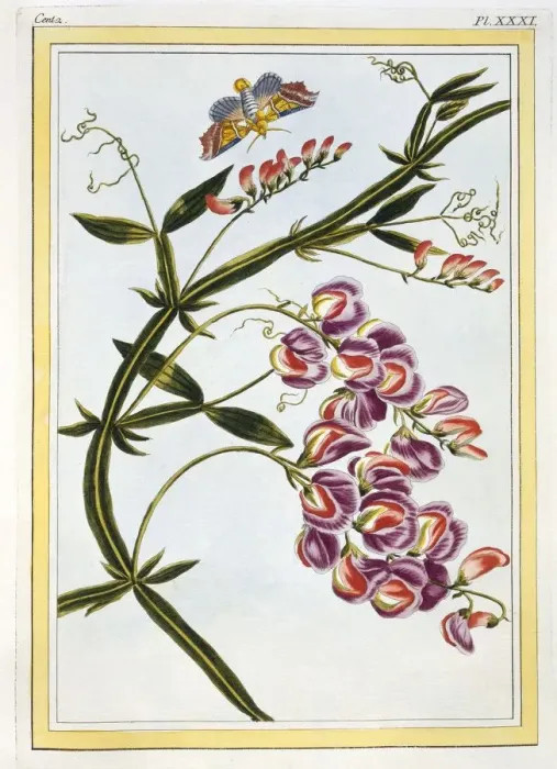 Framed Print : Le Grand Lathyre (Everlasting Sweet Pea), pub. 1776. Creator: Pierre Joseph Buchoz (1731-1807) Framed Print : Le Grand Lathyre (Everlasting Sweet Pea), pub. 1776. Creator: Pierre Joseph Buchoz (1731-1807)
