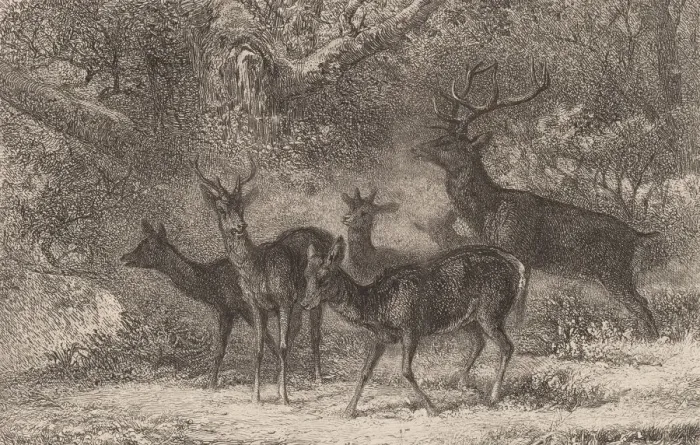 Framed Print : Le harde. Creator: Karl Bodmer Framed Print : Le harde. Creator: Karl Bodmer