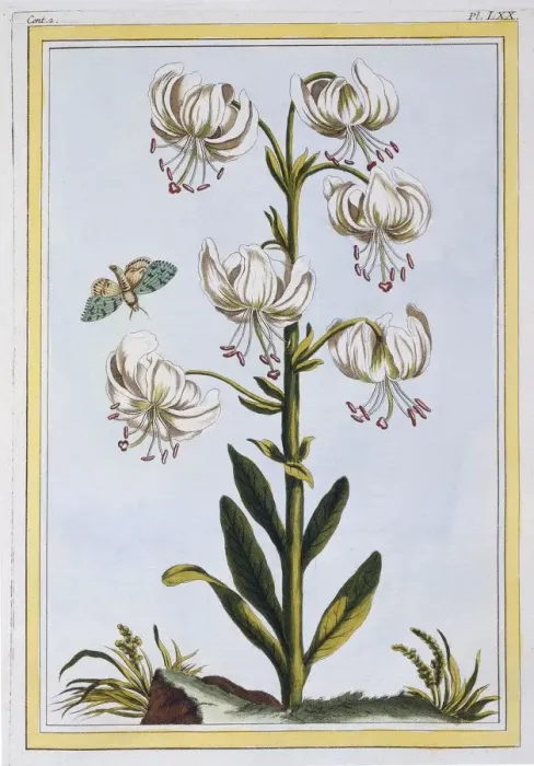 Framed Print : Le Martagan Blanc, pub. 1776. Creator: Pierre Joseph Buchoz (1731-1807) Framed Print : Le Martagan Blanc, pub. 1776. Creator: Pierre Joseph Buchoz (1731-1807)