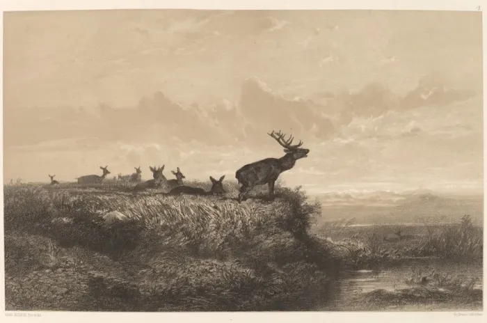Framed Print : Le Matin. Cerf et Biches. Creator: Karl Bodmer Framed Print : Le Matin. Cerf et Biches. Creator: Karl Bodmer