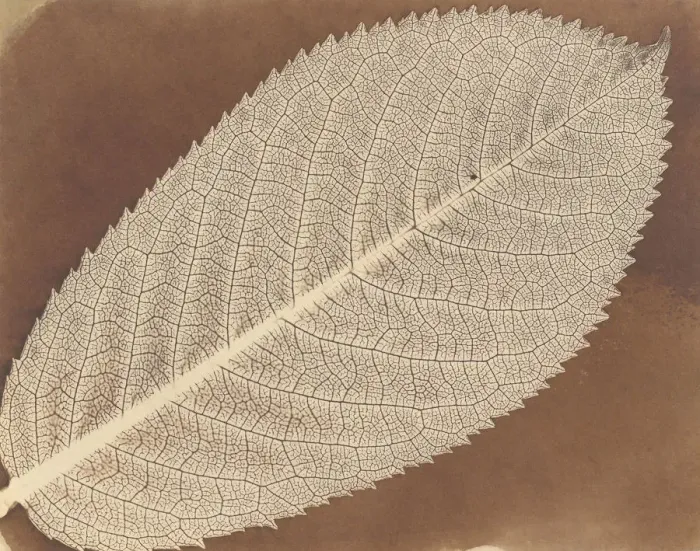 Framed Print : [Leaf], ca. 1839. Creator: William Henry Fox Talbot
