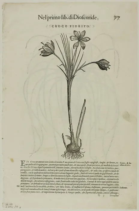 Framed Print : Leaf from Discorsi by Petrus Andreas Matthiolus, plate 99 from Woodcuts from Books of... 1937. Creators: Unknown, Max Geisberg, Pietro Andrea Mattioli Framed Print : Leaf from Discorsi by Petrus Andreas Matthiolus, plate 99 from Woodcuts from Books of... 1937. Creators: Unknown, Max Geisberg, Pietro Andrea Mattioli