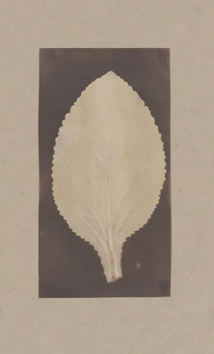 Framed Print : Leaf of the Foxglove, 1839. Creator: Unknown Framed Print : Leaf of the Foxglove, 1839. Creator: Unknown