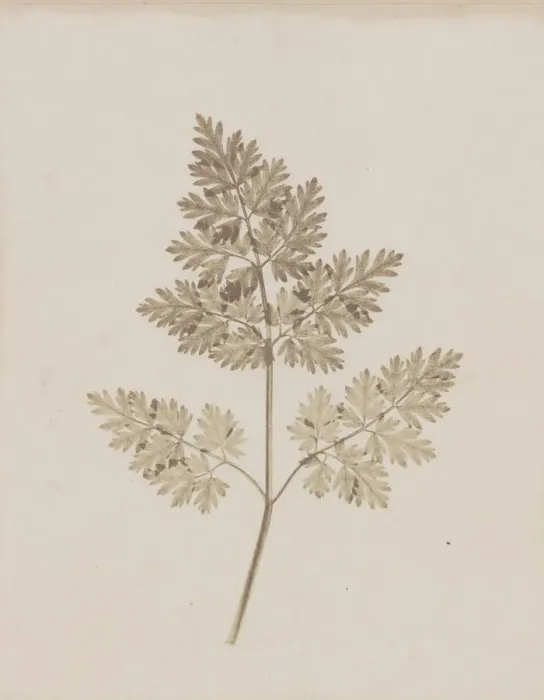 Framed Print : Leaf of a Plant, before February 14, 1844. Creator: William Henry Fox Talbot Framed Print : Leaf of a Plant, before February 14, 1844. Creator: William Henry Fox Talbot