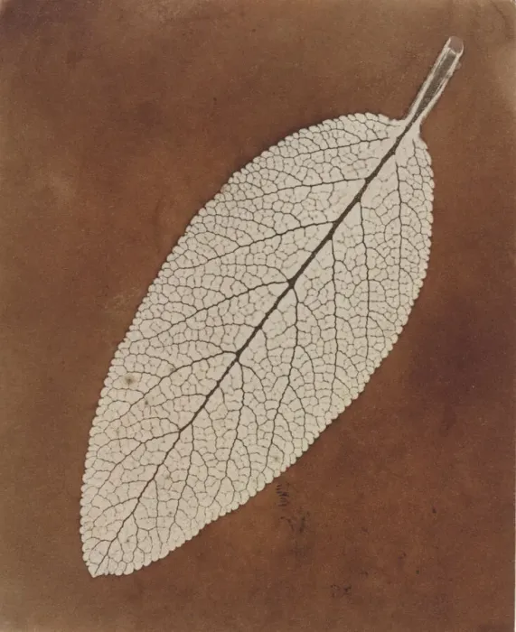 Framed Print : Leaf Study, 1839 / 1840. Creator: William Henry Fox Talbot Framed Print : Leaf Study, 1839 / 1840. Creator: William Henry Fox Talbot