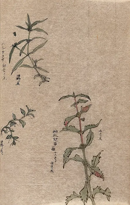 Framed Print : Three leafy plant stems. Creator: Unknown Framed Print : Three leafy plant stems. Creator: Unknown