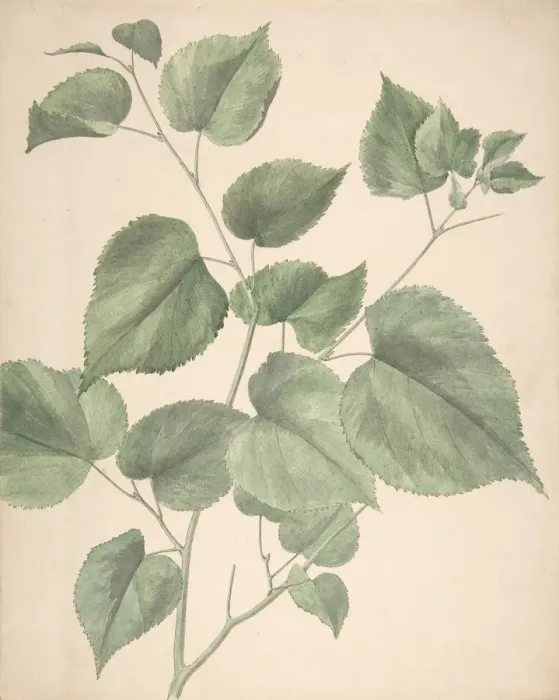 Framed Print : Leaves, 19th century. Creator: Anon Framed Print : Leaves, 19th century. Creator: Anon