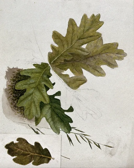 Framed Print : Leaves of oak (Quercus species), c19th century. Creator: Unknown Framed Print : Leaves of oak (Quercus species), c19th century. Creator: Unknown