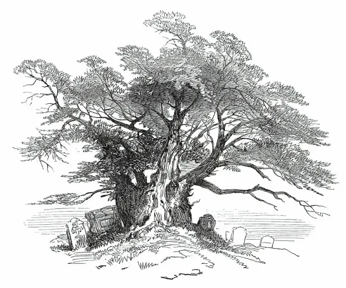 Framed Print : Leaves from a Sketch-Book - Bits of Kent: Yew-Tree, Horton Kirby, 1876. Creator: Unknown Framed Print : Leaves from a Sketch-Book - Bits of Kent: Yew-Tree, Horton Kirby, 1876. Creator: Unknown