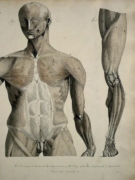 Framed Print : Left, muscles of the head and trunk (front view); right, muscles of the... between 1800 and 1899. Creator: Unknown Framed Print : Left, muscles of the head and trunk (front view); right, muscles of the... between 1800 and 1899. Creator: Unknown