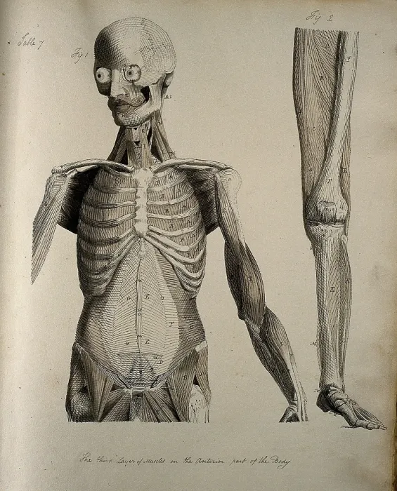 Framed Print : Left, muscles of the head and trunk (front view); right, muscles of the... between 1800 and 1899. Creator: Unknown Framed Print : Left, muscles of the head and trunk (front view); right, muscles of the... between 1800 and 1899. Creator: Unknown