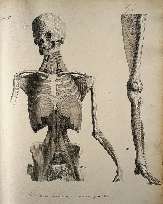 Framed Print : Left, muscles of the head and trunk (front view); right, muscles of the... between 1800 and 1899. Creator: Unknown Framed Print : Left, muscles of the head and trunk (front view); right, muscles of the... between 1800 and 1899. Creator: Unknown