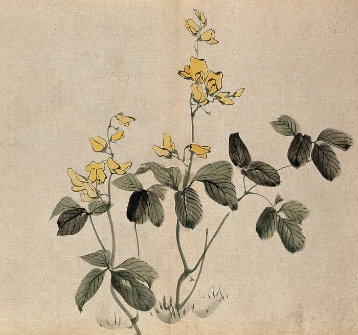 Framed Print : A leguminous plant: two stems with yellow flowers. Creator: Unknown Framed Print : A leguminous plant: two stems with yellow flowers. Creator: Unknown