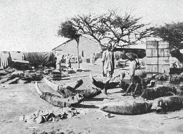 L'emballage des dents d'elephants pour l'exportation; Le Nord-Est Africain, 1914. Creator: Charles Chusseau-Flaviens