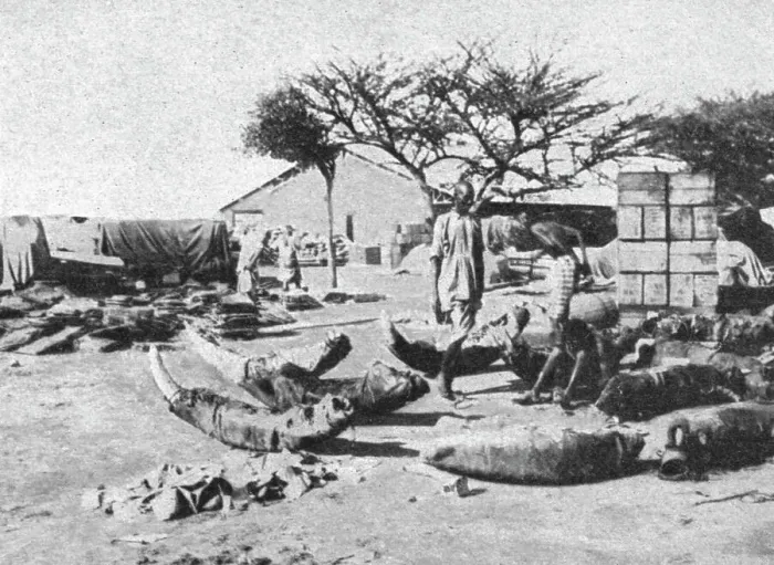 Framed Print : L'emballage des dents d'elephants pour l'exportation; Le Nord-Est Africain, 1914. Creator: Charles Chusseau-Flaviens Framed Print : L'emballage des dents d'elephants pour l'exportation; Le Nord-Est Africain, 1914. Creator: Charles Chusseau-Flaviens