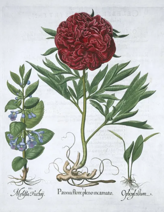 Framed Print : Lemon balm, Peony and adders tongue fern, 1613 Framed Print : Lemon balm, Peony and adders tongue fern, 1613