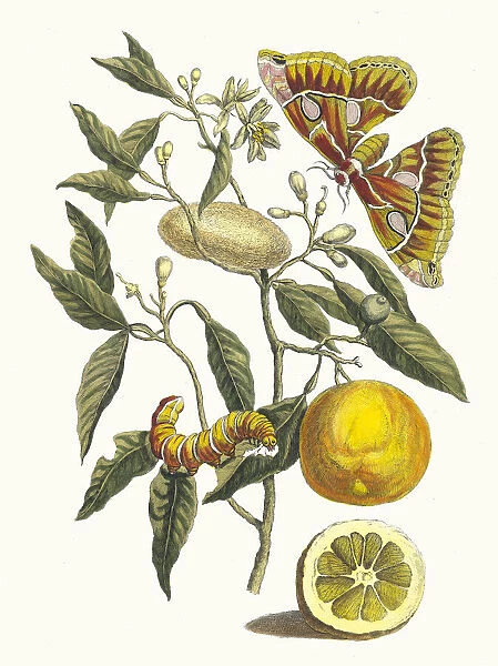 Lemon. From the Book Metamorphosis insectorum Surinamensium, 1705