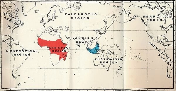 Lemuroidea - II. Map, Showing distribution of Tarsiidae (Blue), and Galaginae (Red), 1897