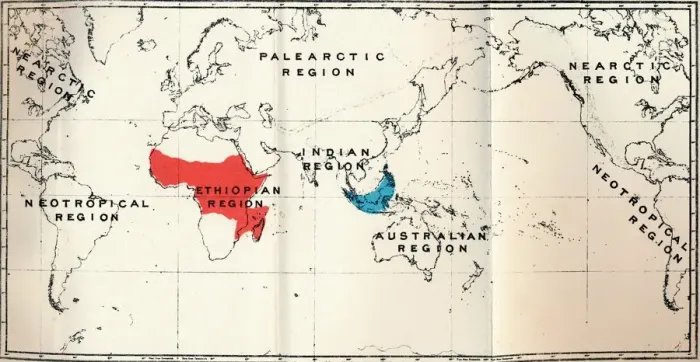 Framed Print : Lemuroidea - II. Map, Showing distribution of Tarsiidae (Blue), and Galaginae (Red), 1897 Framed Print : Lemuroidea - II. Map, Showing distribution of Tarsiidae (Blue), and Galaginae (Red), 1897