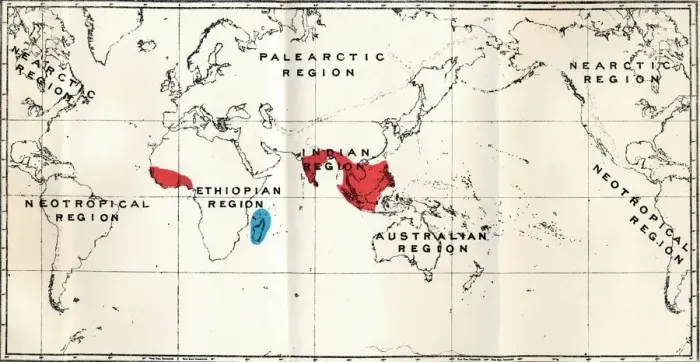 Framed Print : Lemuroidea - III. Map, Showing the distribution of the Family Chiromyidae and of the Sub-families Framed Print : Lemuroidea - III. Map, Showing the distribution of the Family Chiromyidae and of the Sub-families