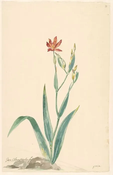 Framed Print : Leopard flower in a landscape, c.1775-c.1825. Creator: Willem van Leen Framed Print : Leopard flower in a landscape, c.1775-c.1825. Creator: Willem van Leen