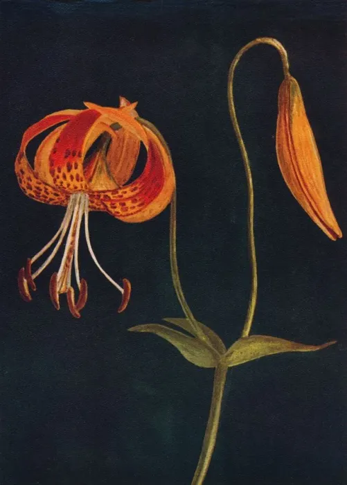 Framed Print : Leopard Lily, c1915, (1915). Artist: Emma Graham Clock Framed Print : Leopard Lily, c1915, (1915). Artist: Emma Graham Clock