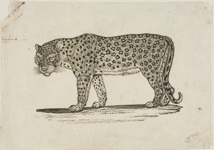 Framed Print : Leopard, n. d. Creator: Thomas Bewick Framed Print : Leopard, n. d. Creator: Thomas Bewick