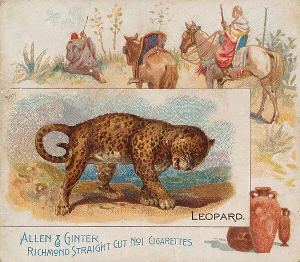 Leopard, from Quadrupeds series (N41) for Allen & Ginter Cigarettes, 1890