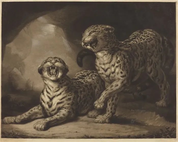Framed Print : Leopards, 1798. Creator: Samuel William Reynolds Framed Print : Leopards, 1798. Creator: Samuel William Reynolds