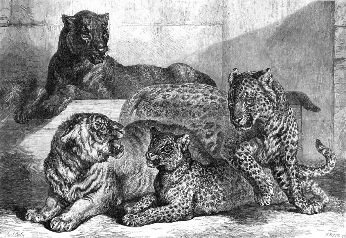 Framed Print : Leopards and tigress lately added to the Zoological Society's collection, Regent's Park, 1868. Creator: Mason Jackson Framed Print : Leopards and tigress lately added to the Zoological Society's collection, Regent's Park, 1868. Creator: Mason Jackson