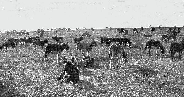 Les Bourriquots de ravitaillement; petits anes d'Afrique nouvellement debarques, au repos... 1916. Creator: Unknown