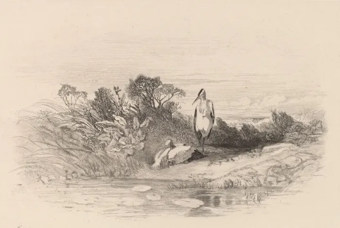 Framed Print : Les Deux Herons. Creator: Karl Bodmer Framed Print : Les Deux Herons. Creator: Karl Bodmer
