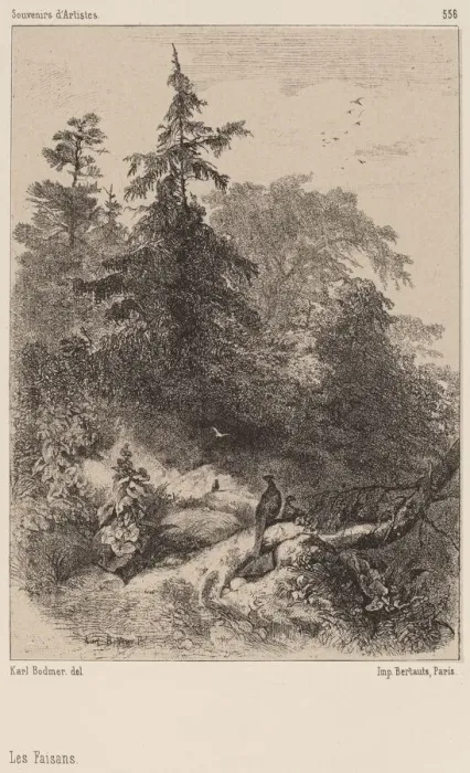 Framed Print : Les Faisans. Creator: Karl Bodmer Framed Print : Les Faisans. Creator: Karl Bodmer